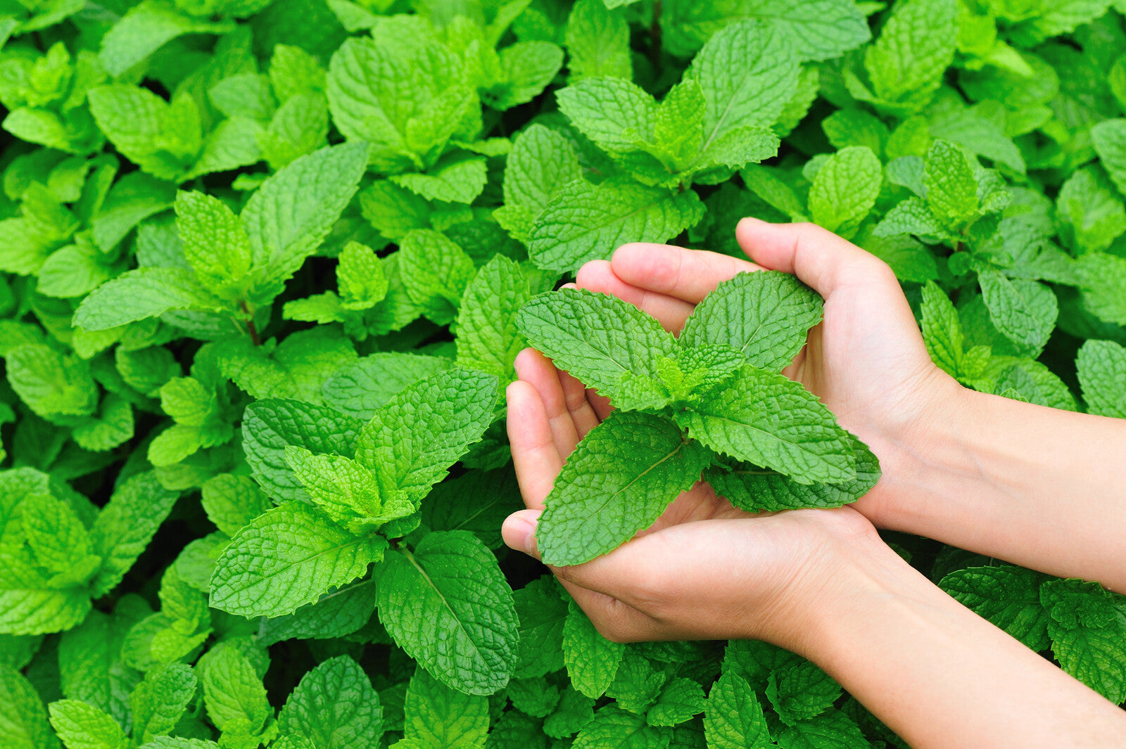 Peppermint Water ORGANIC (Hydrolat)