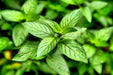 Organic Peppermint Oil (Food Grade)