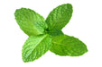 Spearmint Oil