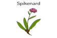 Spikenard Oil