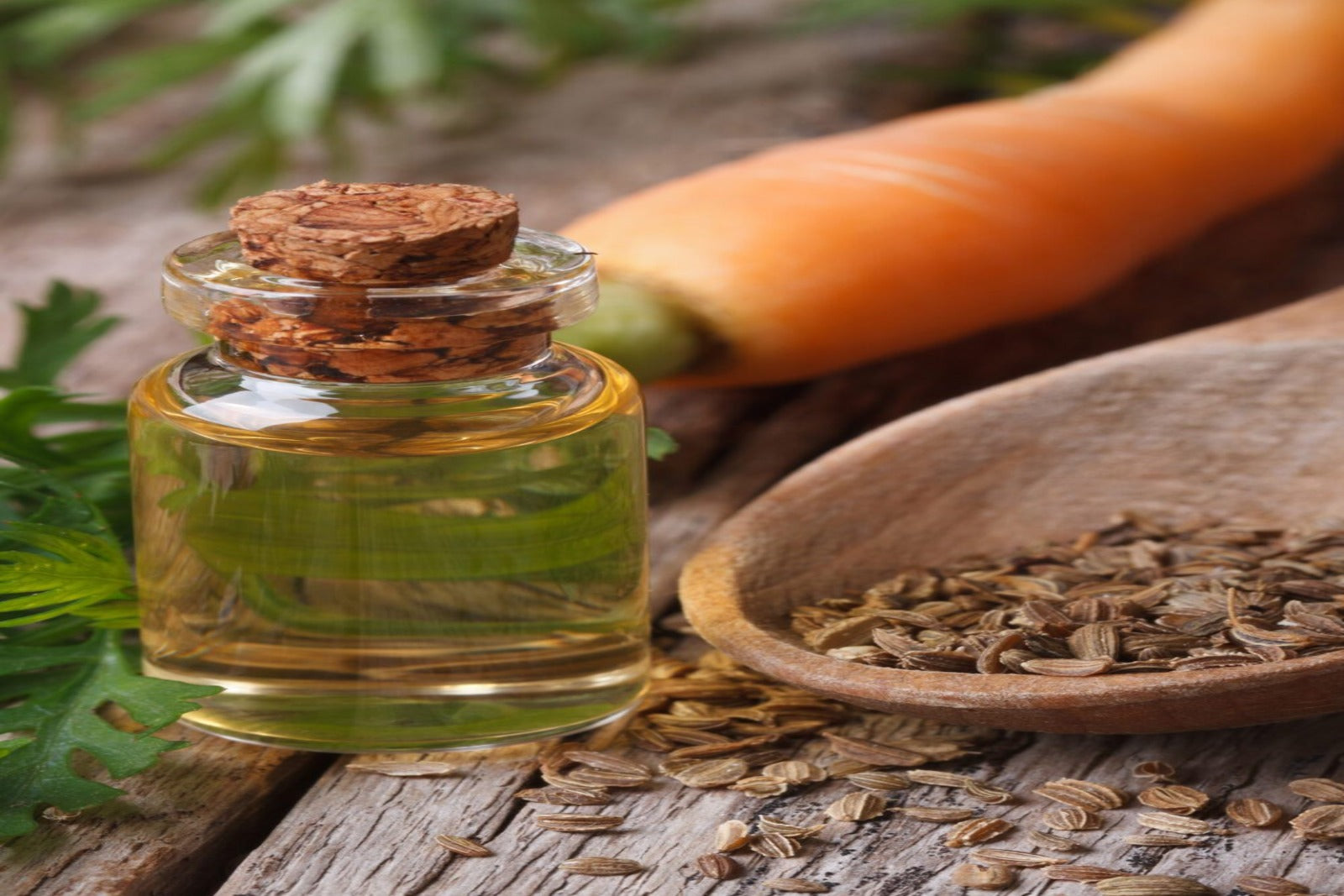 Carrot Seed Oil