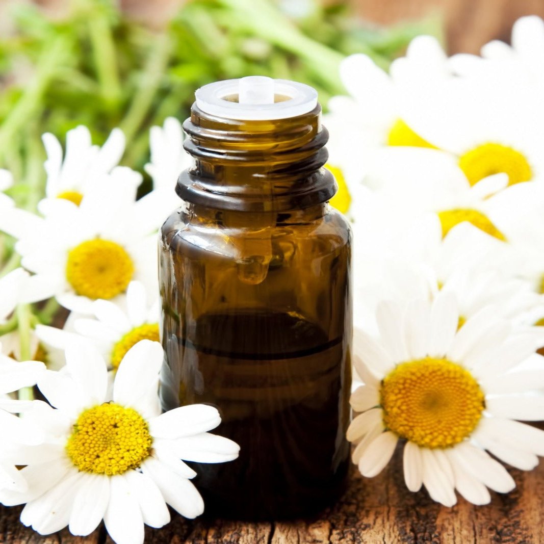 Chamomile Roman - (Anthemis Nobilis)