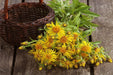 Inula Oil- 10ml