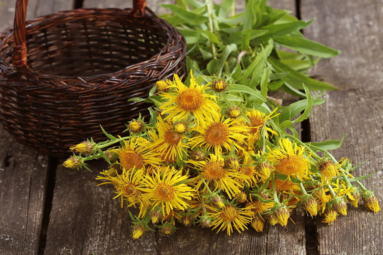 Inula Oil- 10ml