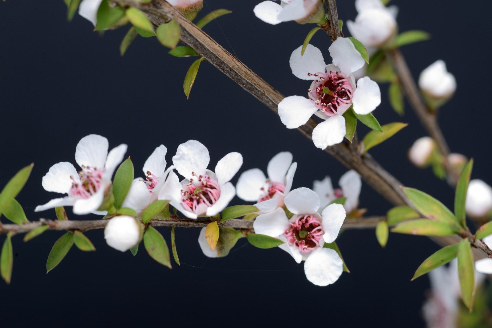 Manuka Oil