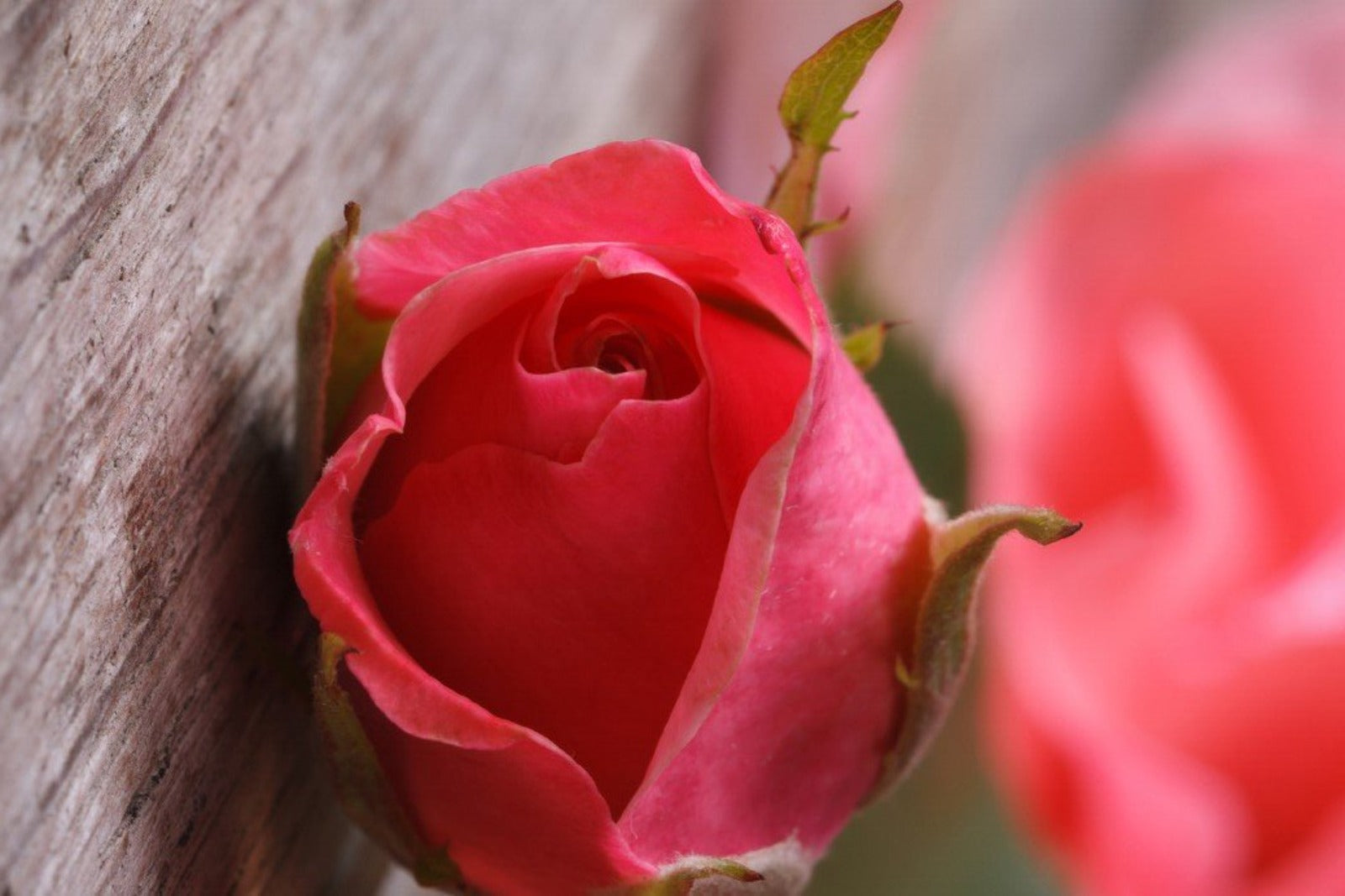 Candle, Diffuser and Soap Fragrance: Eastern Rose