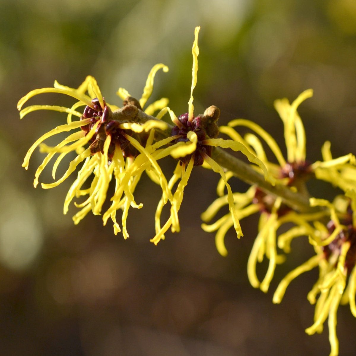 Witch Hazel Water