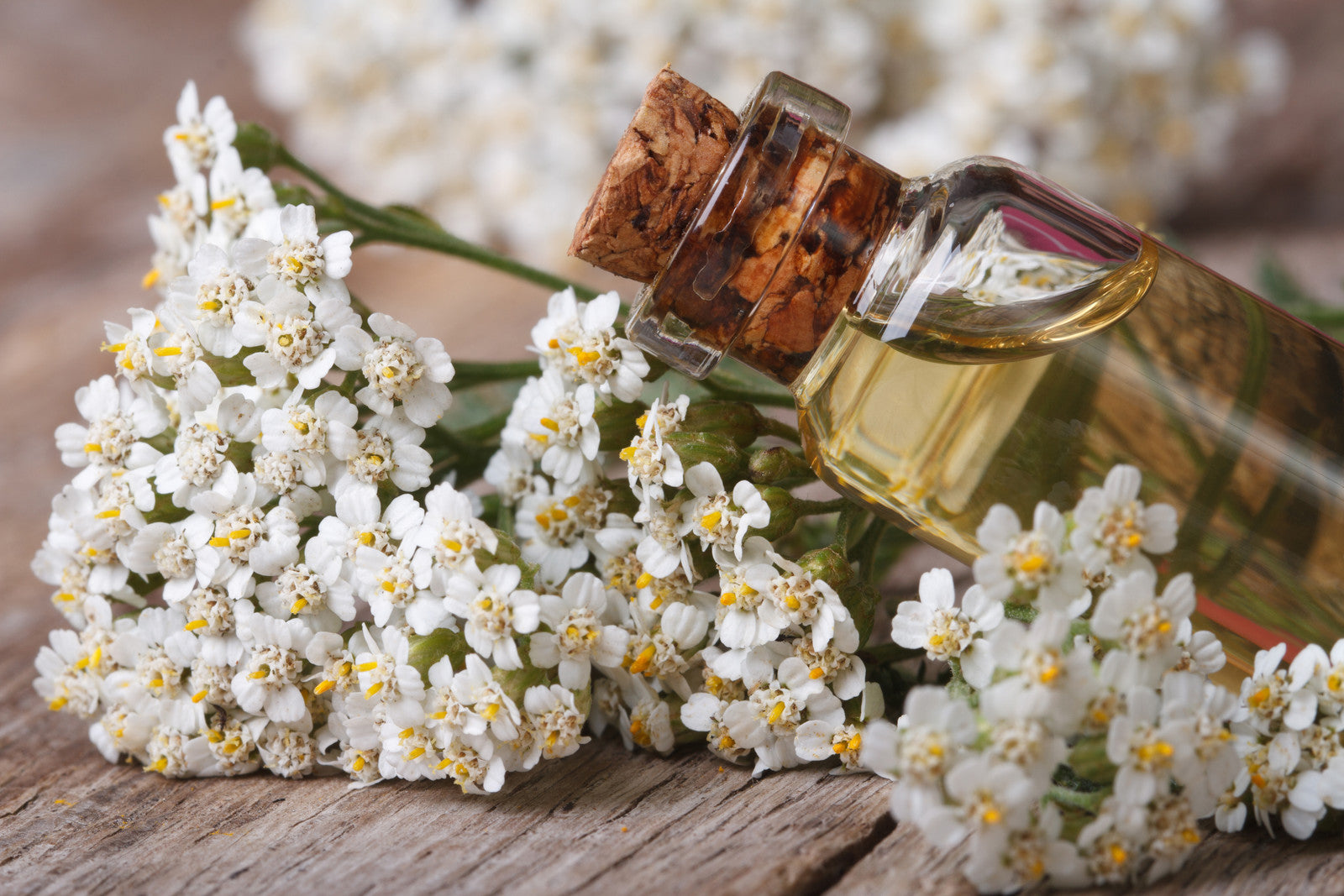 Yarrow essential store oil